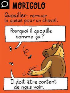 Morigolo - Quoailler : remuer la queue pour un cheval. - Pourquoi il quoaille comme ça ? - Il doit être content de nous voir.