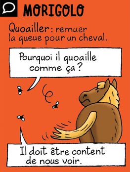 Morigolo - Quoailler : remuer la queue pour un cheval. - Pourquoi il quoaille comme ça ? - Il doit être content de nous voir.