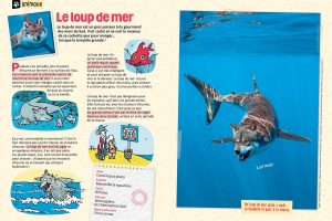 “Le loup de mer”, Astrapi n°945, 1er avril 2020Texte : Rémi Chaurand. Photos : Adobestock. Illustrations : Perceval Barrier.