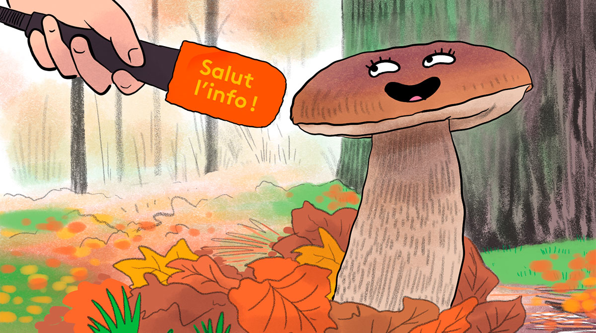 © Nikol. Salut l'info ! 14 novembre 2025. Dossier : Tout savoir sur les champignons.